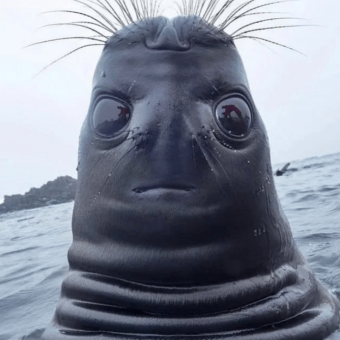 aquariophile Agecanonix