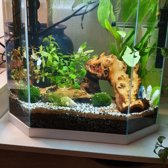 aquariophile Blackbeta