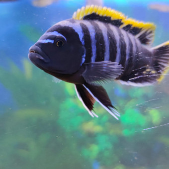 aquariophile Zada