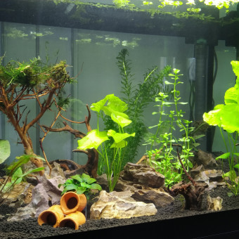 aquariophile Lucette