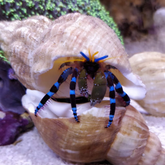 aquariophile Mikiflex