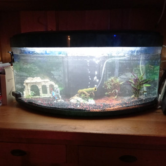 aquariophile mickael-arrighi