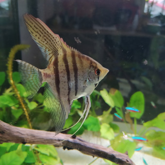 aquariophile Cassa66