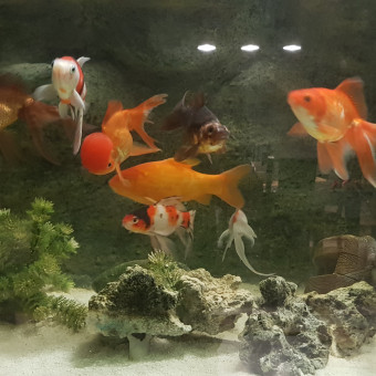 aquariophile akiracc