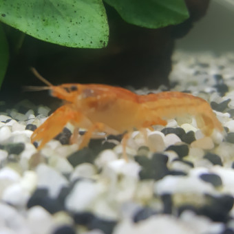 aquariophile liju-quthsy