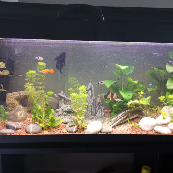 aquariophile Armellejohann