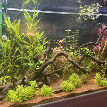 aquariophile laura-mtds