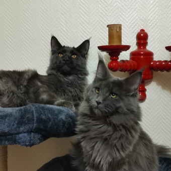 aquariophile bruno-esbens