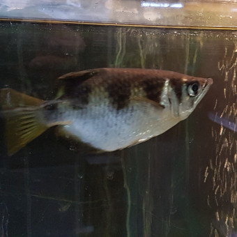 aquariophile laurent60