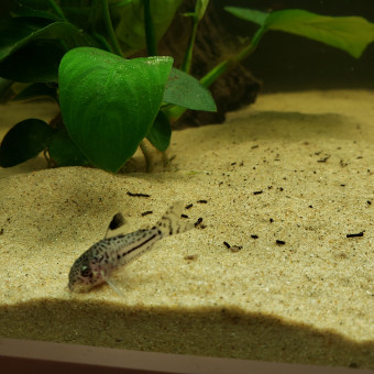 aquariophile frederic-vie