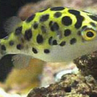 aquariophile ColeTrickle