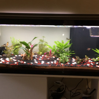 aquariophile stephane-27200