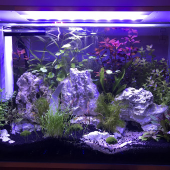 aquariophile Dauq68