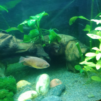 aquariophile Patagone