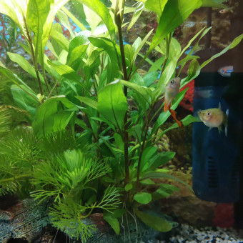 aquariophile Manuela