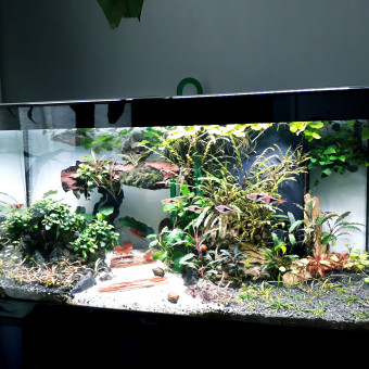 aquariophile NikolaAqua