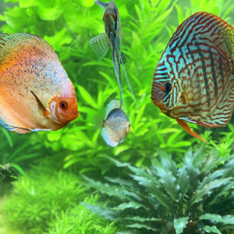 aquariophile Gilles54