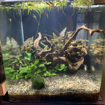 aquariophile V_wutong72