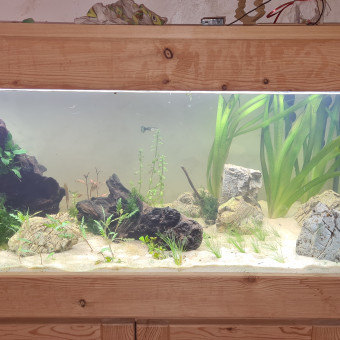 aquariophile dorian-brunet