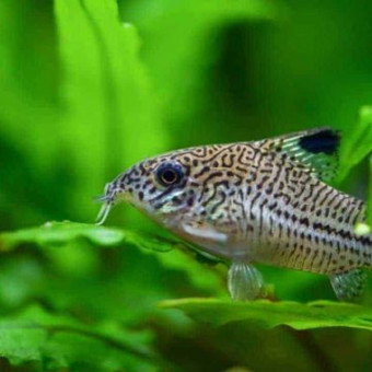 aquariophile EcoLombric