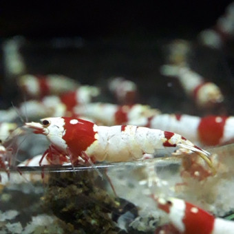 aquariophile Nanou.shrimp