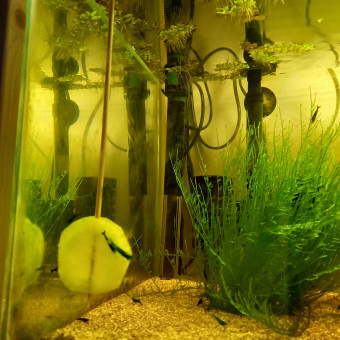 aquariophile Olivershrimps