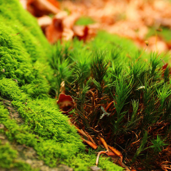 aquariophile Nastiuchka