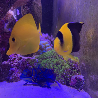 aquariophile Thibaut59150