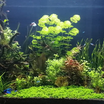 aquariophile remi-jacquot