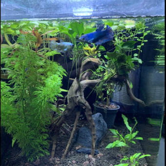 aquariophile Gregurette