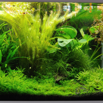 aquariophile james-delhaie