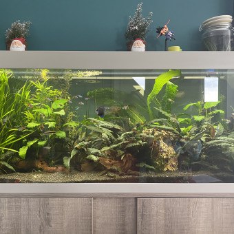 aquariophile jeremy-lepine