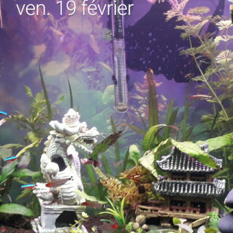 aquariophile jumpy
