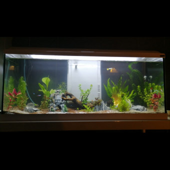 aquariophile angy-mailla
