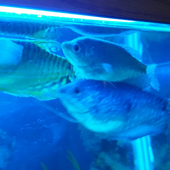aquariophile olimagi