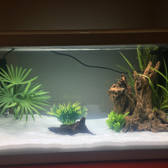 aquariophile sandrinenied