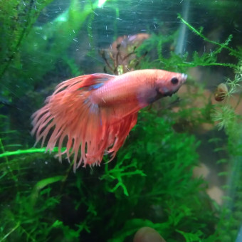 aquariophile Ana17aquario