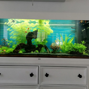 aquariophile laetidan