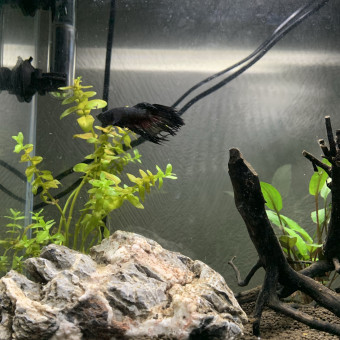 aquariophile enzo-la-marra