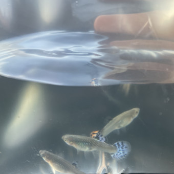 aquariophile Lapindu62