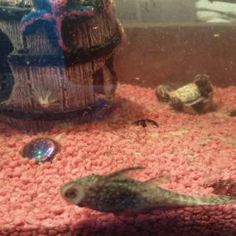 aquariophile Eliathan