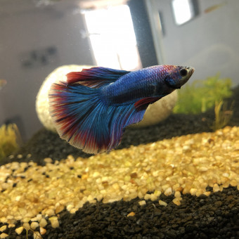 aquariophile AmandineBen