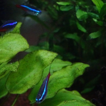 aquariophile Ananais