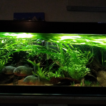 aquariophile Moone
