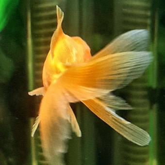 aquariophile marie-alias-leonulysse