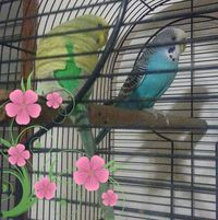 aquariophile Laetitia59