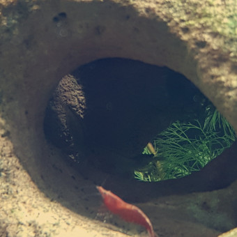 aquariophile Nini82