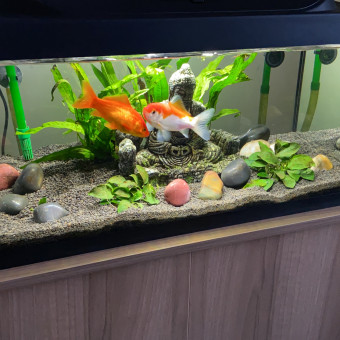 aquariophile romlaumel