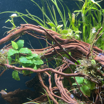 aquariophile Petitclown