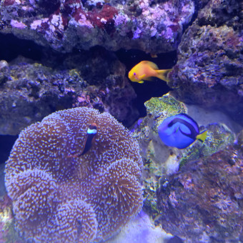 aquariophile gerard11